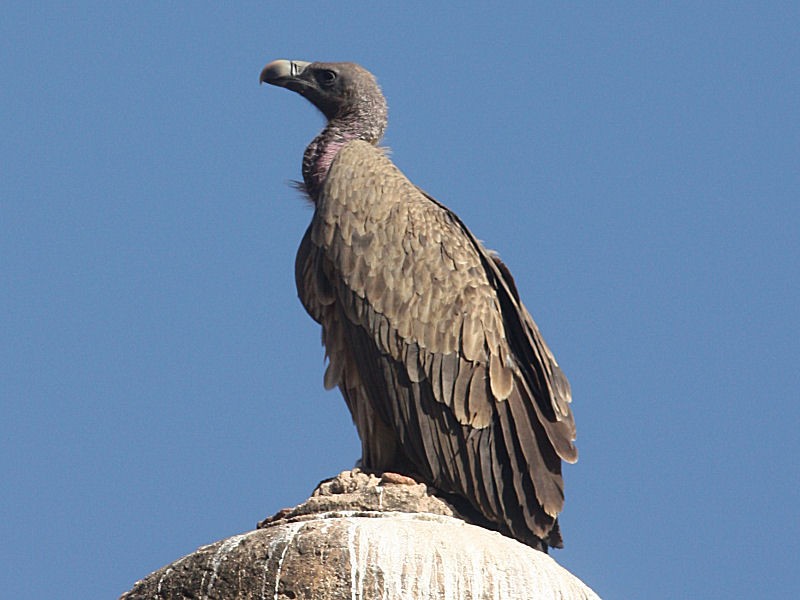caracteristicas do abutre-de-bico-longo
