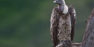 características do abutre-de-ruppell