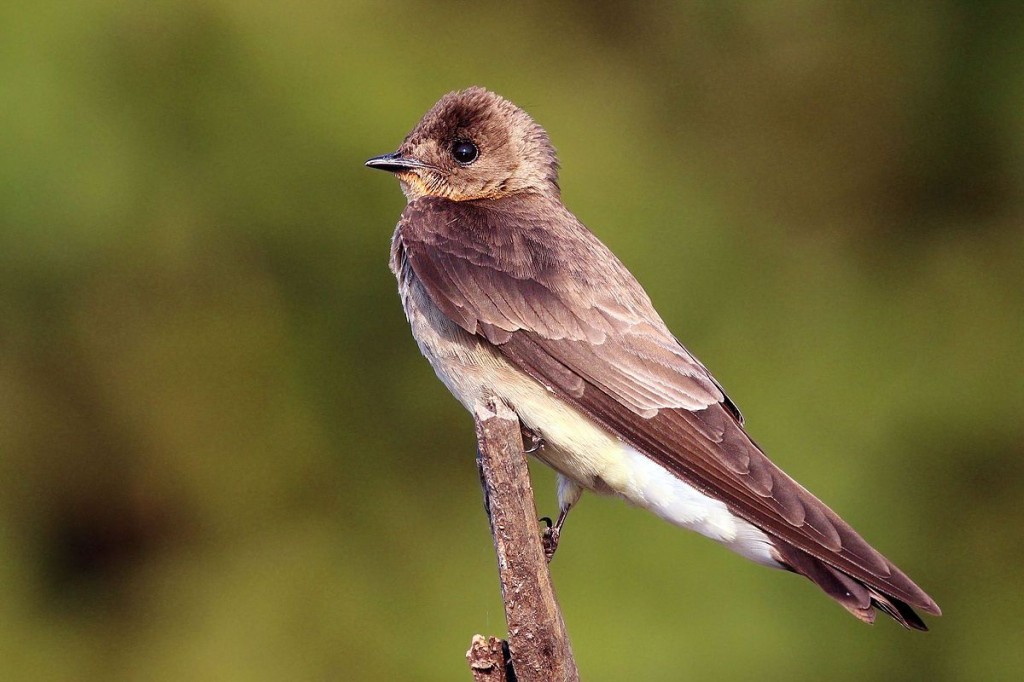 características do andorinha-serradora