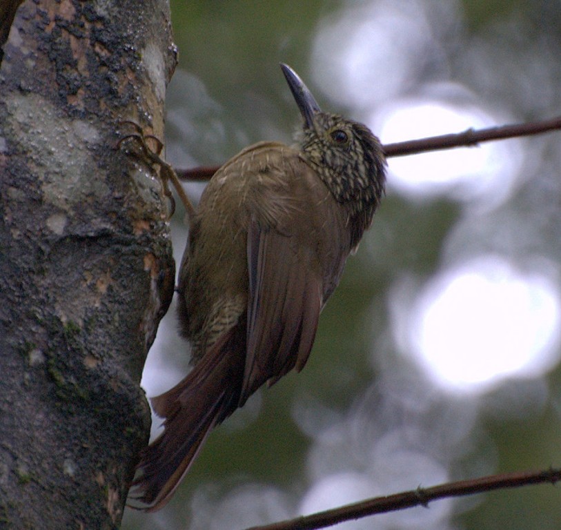 caracteristicas do arapacu-barrado