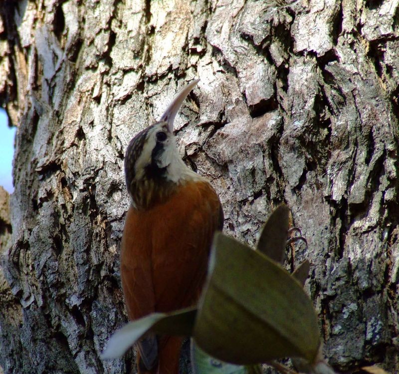 caracteristicas do arapacu-de-cerrado