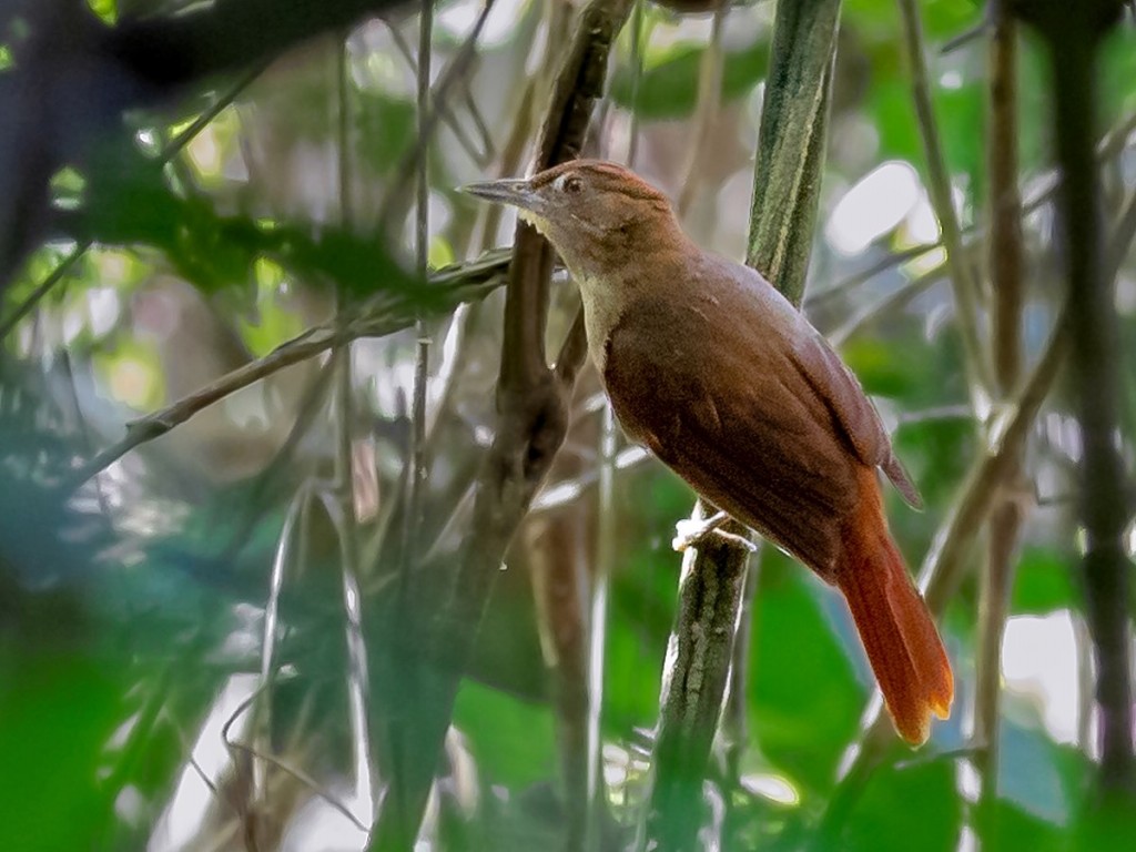 caracteristicas do arapacu-rabudo