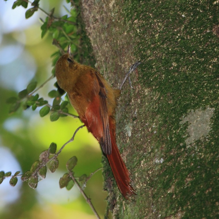 caracteristicas do arapacu-verde