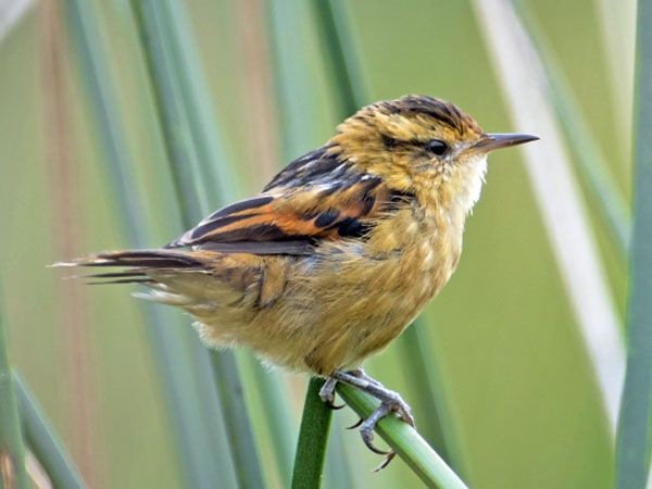 caracteristicas do bate-bico