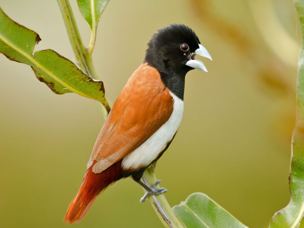 caracteristicas do bico-de-chumbo-de-cabeca-preta