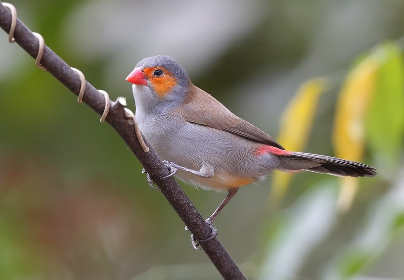 caracteristicas do bico-de-lacre-de-face-laranja