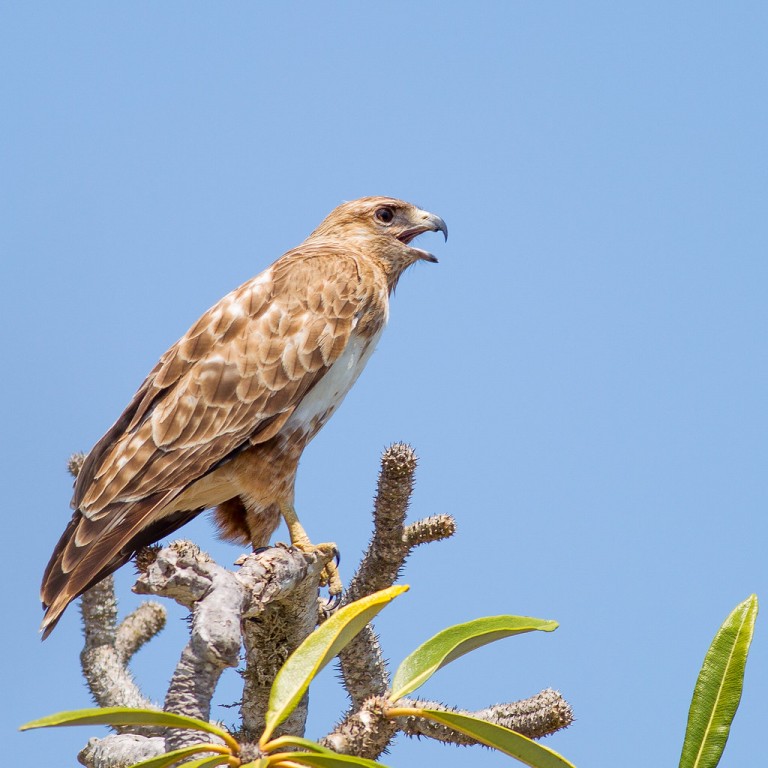 caracteristicas do butio-malgaxe