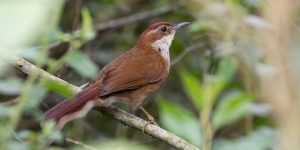 caracteristicas do cisqueiro