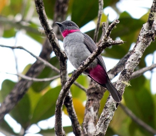 caracteristicas do cricrio-de-cinta-vermelha