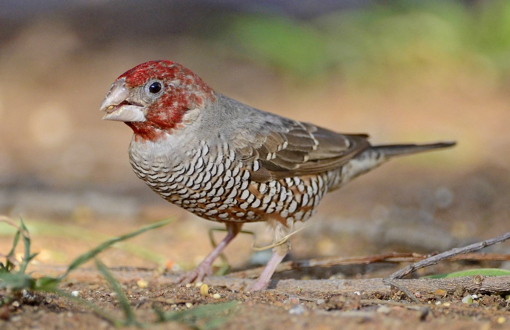 caracteristicas do degolado-de-cabeca-vermelha