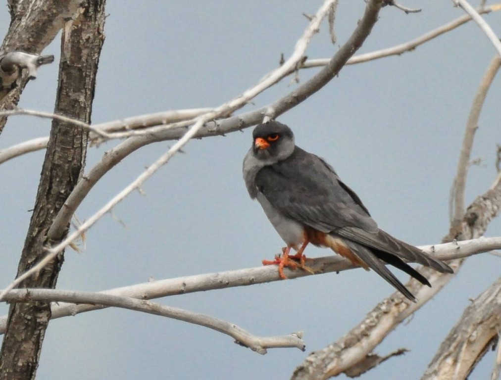 características do falcao de amur