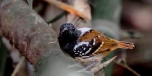 características do formigueiro-de-cauda-castanha