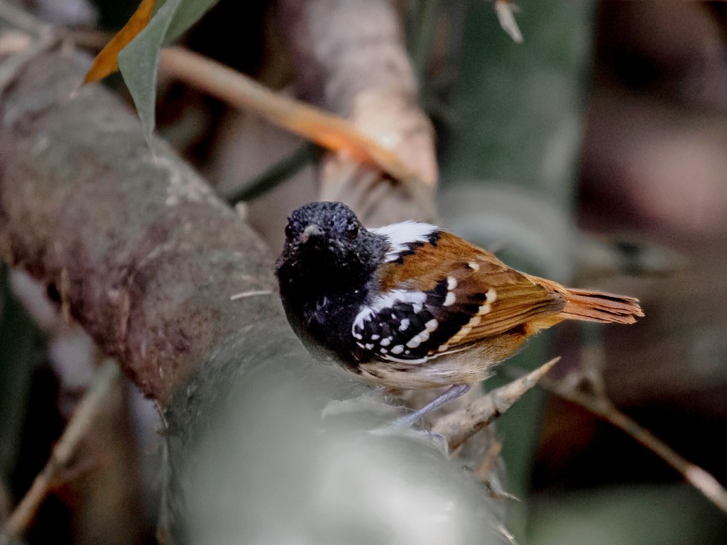 características do formigueiro-de-cauda-castanha