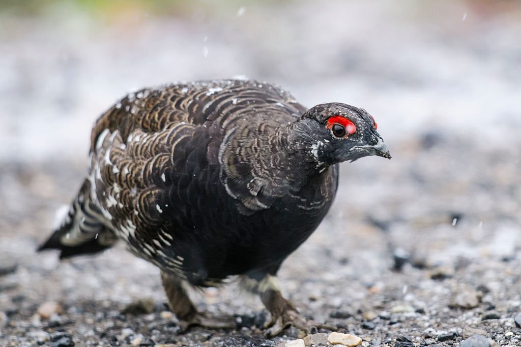 características do galo silvestre de abeto