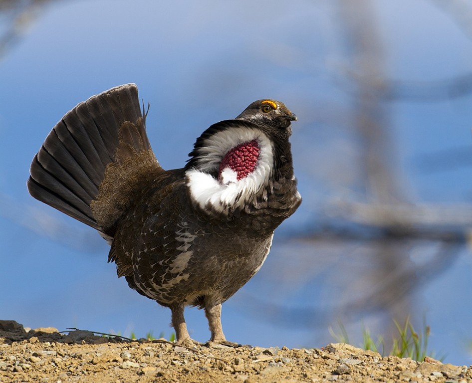 características do galo silvestre escuro