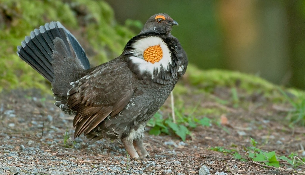 características do galo silvestre fuliginoso