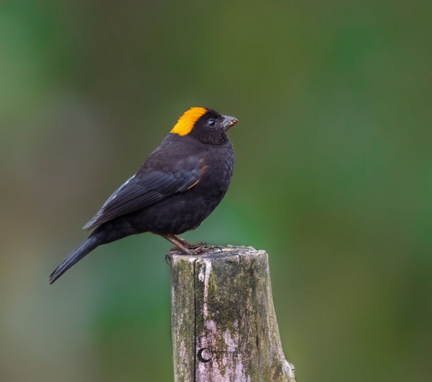 caracteristicas do golden-naped finch