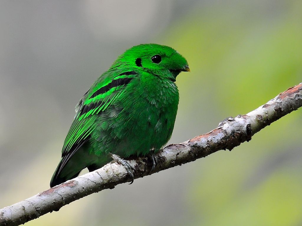 caracteristicas do green broadbill