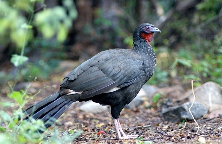 características do jacu-de-asa-branca