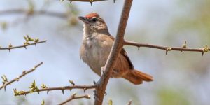 caracteristicas do joao-graveto