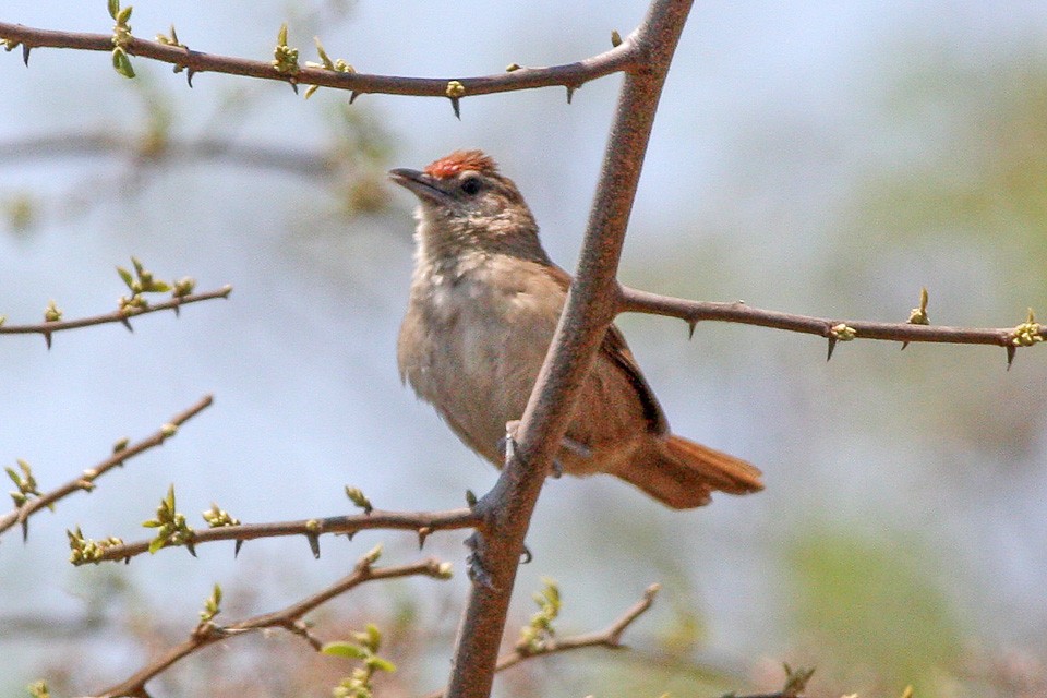 caracteristicas do joao-graveto