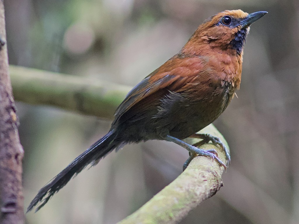 características do joao-tenenem-castanho