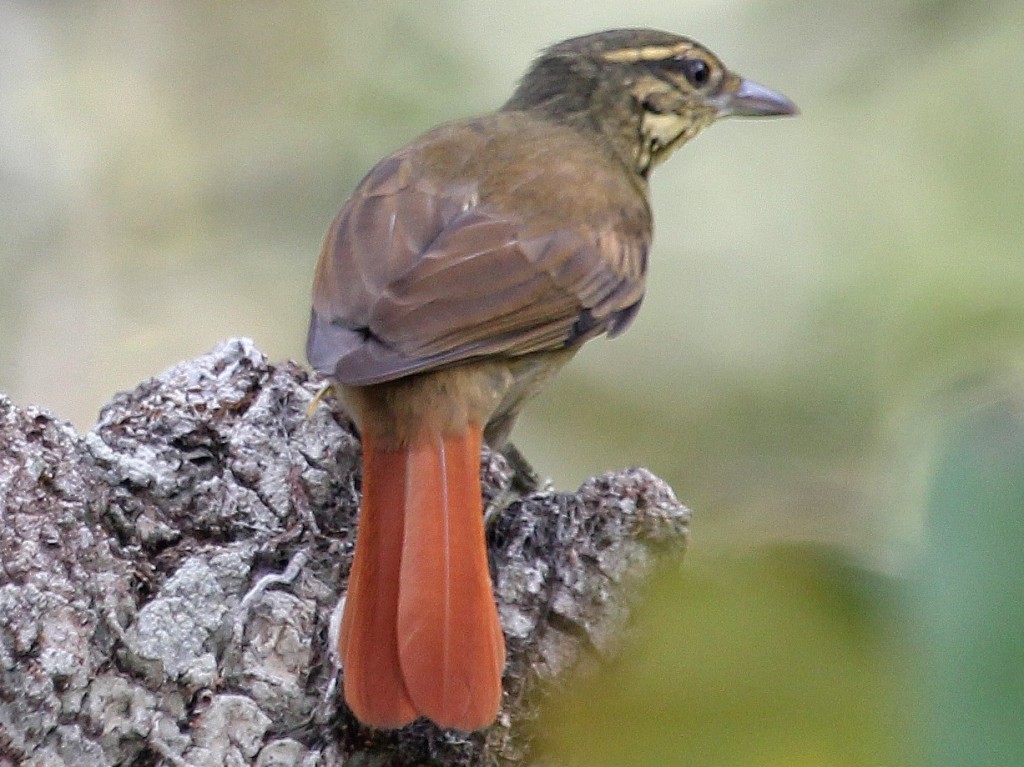 características do limpa-folha-de-sobre-ruivo