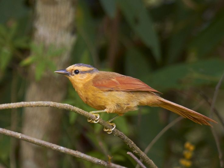 características do limpa-folha-de-testa-baia