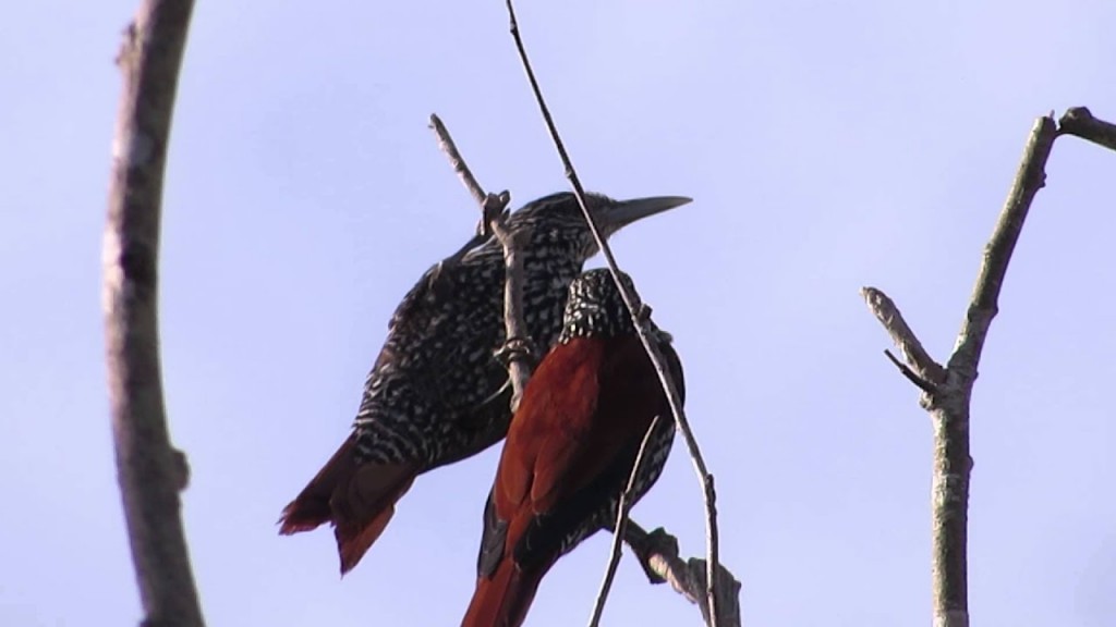 caracteristicas do limpa-folha-do-buriti