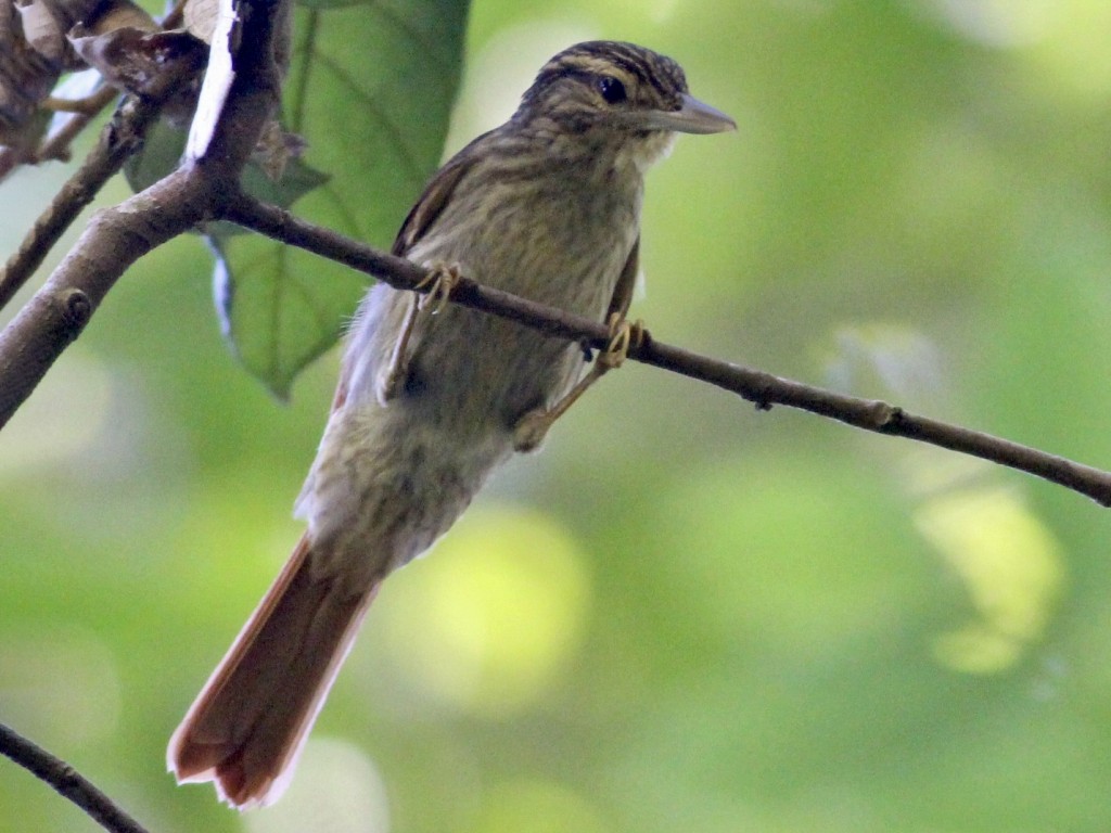 características do limpa-folha-picanco