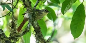 caracteristicas do limpa-folha-riscado