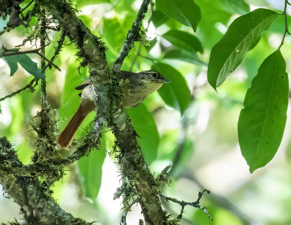 caracteristicas do limpa-folha-riscado