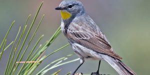 caracteristicas do mariquita-de-asa-amarela