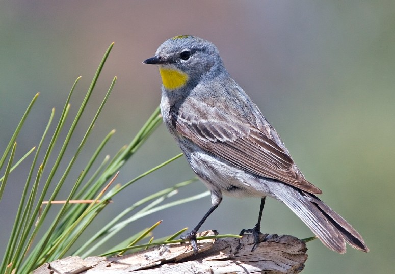 caracteristicas do mariquita-de-asa-amarela