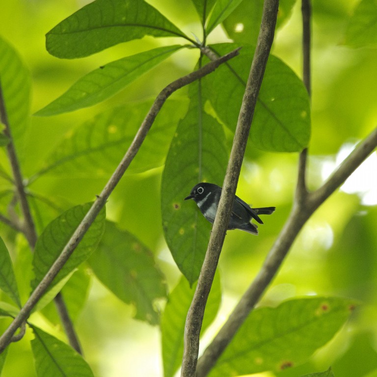 caracteristicas do mariquita-de-sao-vicente