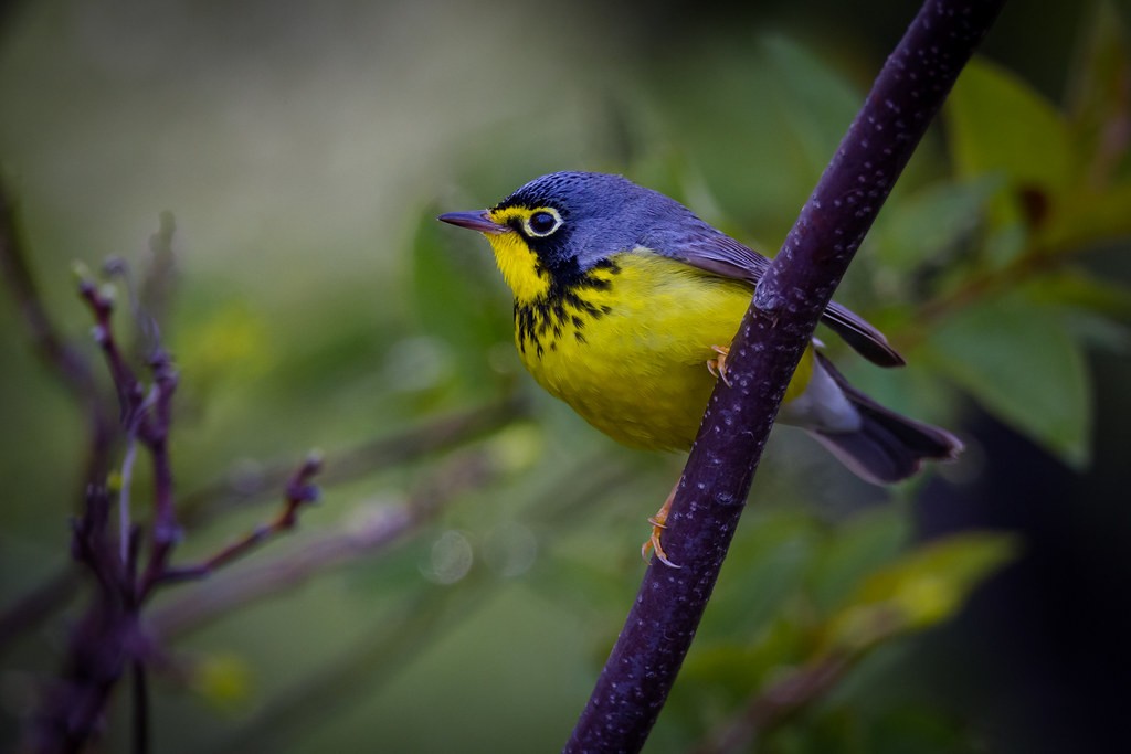 caracteristicas do mariquita-do-canada