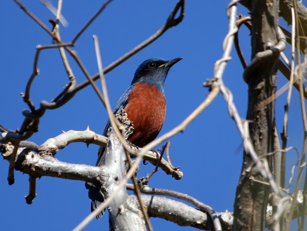 caracteristicas do melro-das-rochas-de-barriga-castanha