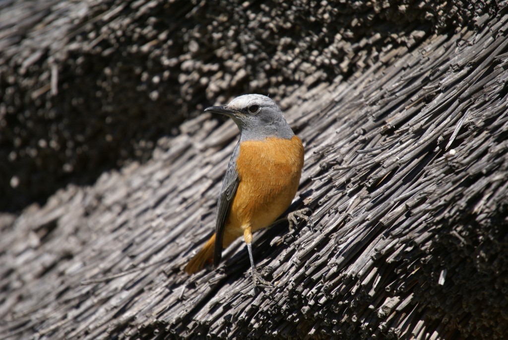 caracteristicas do melro-das-rochas-de-dedos-curtos