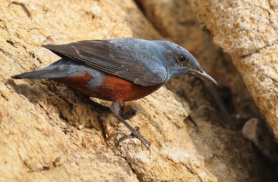 caracteristicas do melro-das-rochas-sentinela