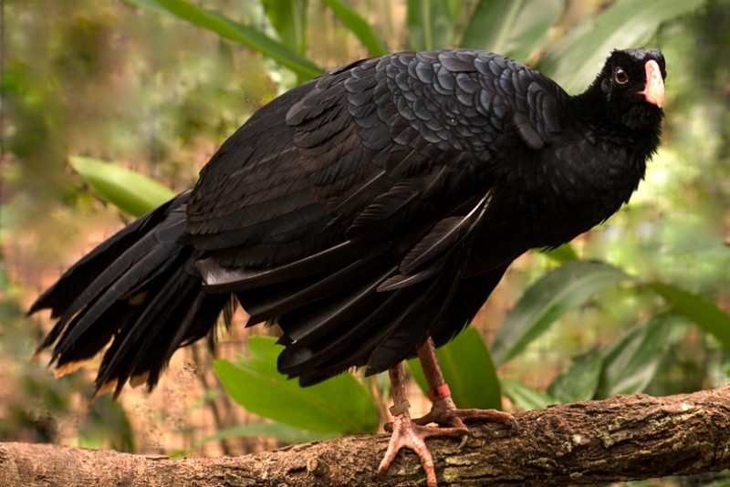 características do mutum-de-alagoas