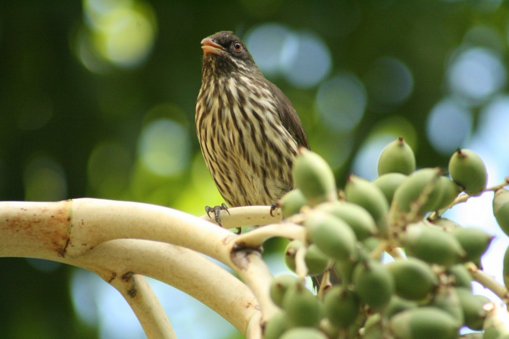 características do palmchat