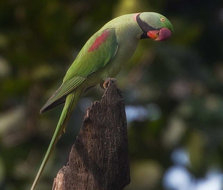características do papagaio-alexandrino