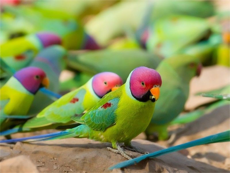 características do papagaio-cabeca-de-ameixa