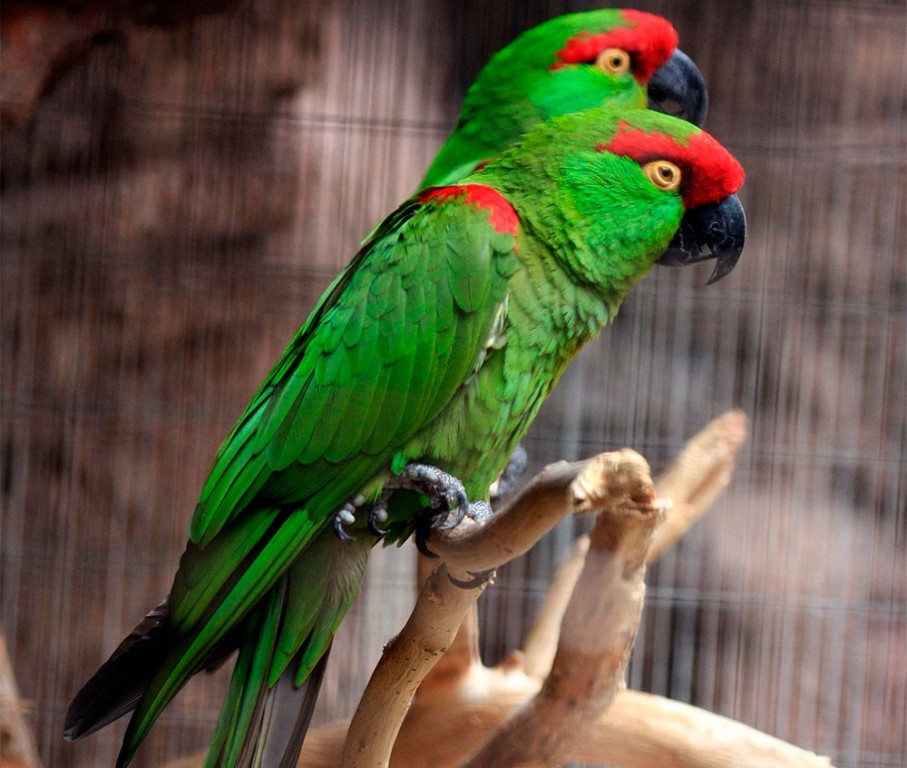 caracteristicas do papagaio-de-bico-grosso
