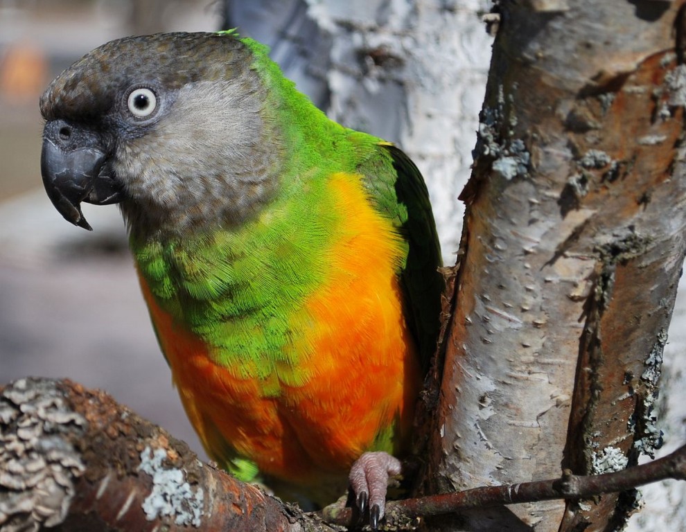 características do papagaio do senegal