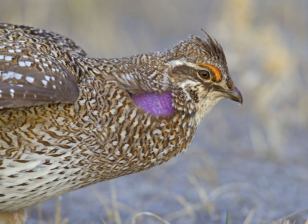 características do perdiz-de-cauda-afiada