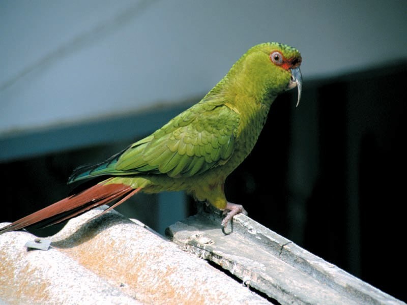 características do periquito-de-bico-fino