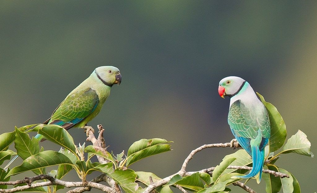 características do periquito-de-malabar