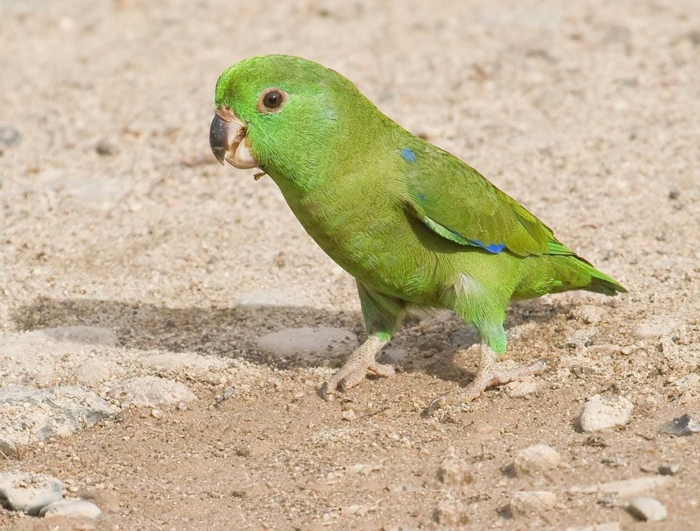 características do periquito-santo-de-bico-escuro