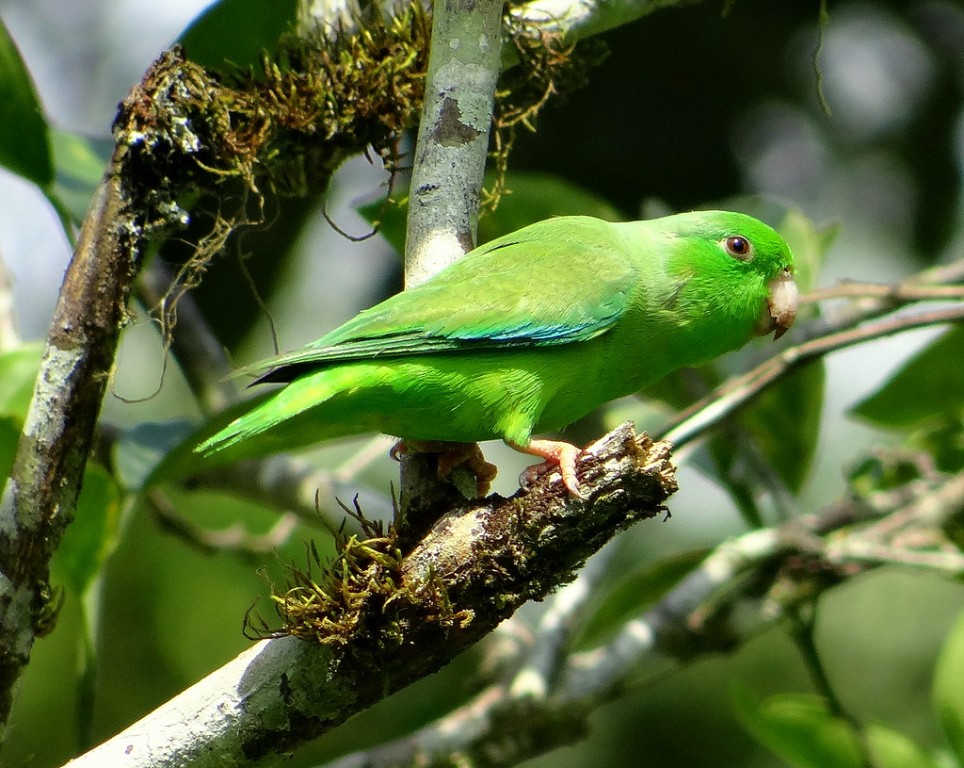 características do periquito-santo